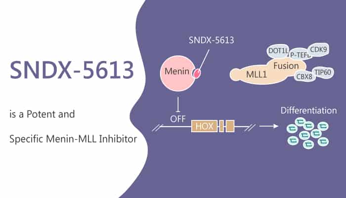 SNDX-5613 is a Potent and Specific Menin-MLL Inhibitor