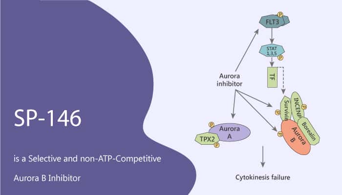SP-146 is a  Selective and non-ATP-Competitive Aurora B Inhibitor