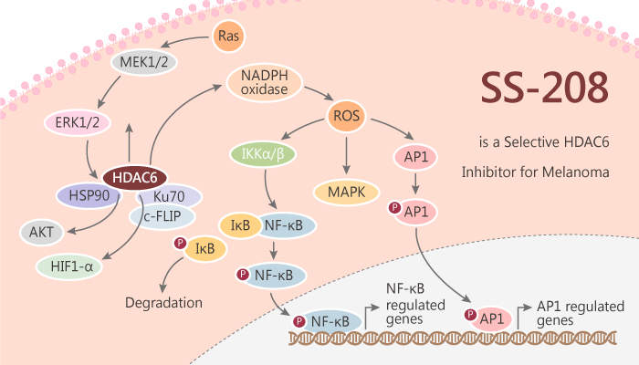 SS-208 is a Selective HDAC6 Inhibitor for Melanoma