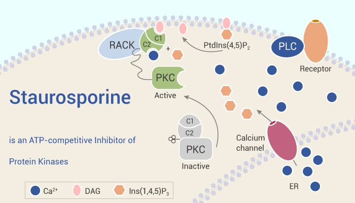 Staurosporine is an  ATP-competitive Inhibitor of Protein Kinases