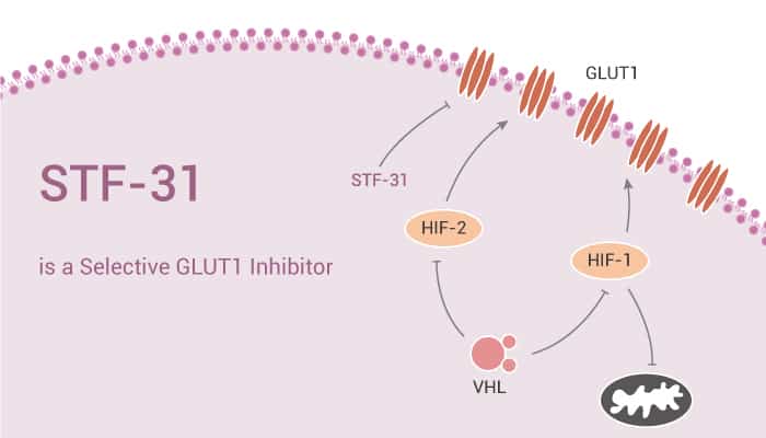 STF-31 is a Selective GLUT1 Inhibitor and Used for Efferocytosis Rearch