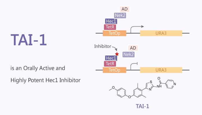TAI-1 is an Orally Active and Highly Potent Hec1 Inhibitor