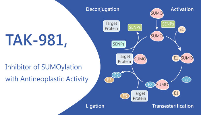 TAK-981, an Inhibitor For SUMOylation Enzymatic Cascade with Antineoplastic Activities