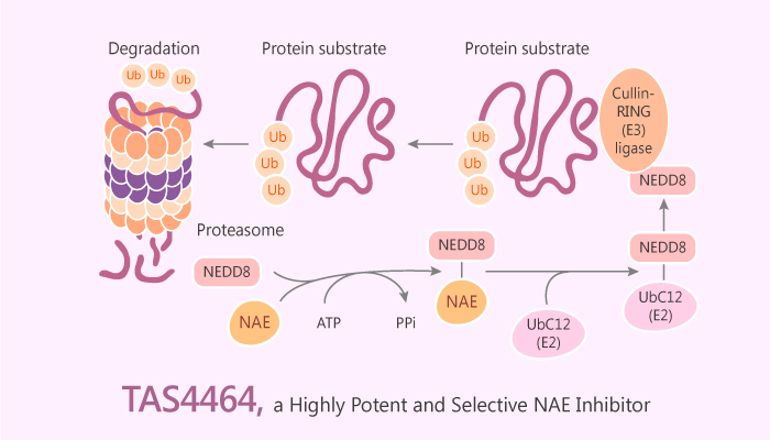 TAS4464, a Highly Potent and Selective Inhibitor of NEDD8 Activating Enzyme, Shows Antitumor Activity