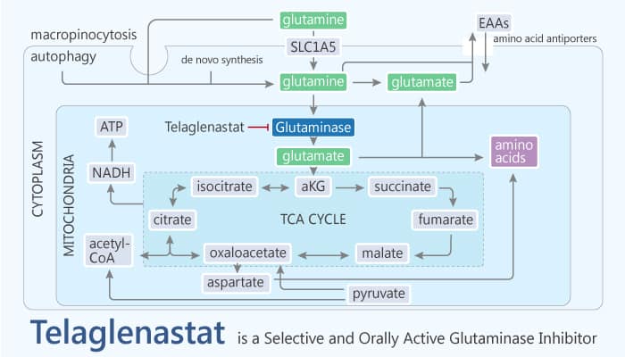 Telaglenastat is a Selective and Orally Active Inhibitor of Glutaminase 1