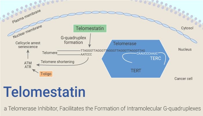 Telomestatin, a Potent Telomerase Inhibitor, Facilitates the Formation of Intramolecular G-quadruplexes