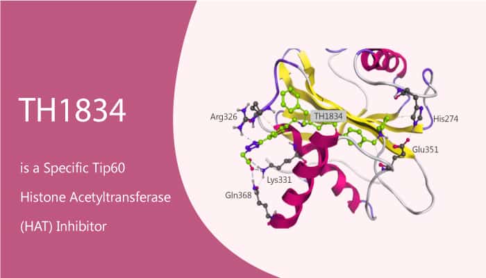 TH1834 is a Specific Tip60 Histone Acetyltransferase (HAT) Inhibitor