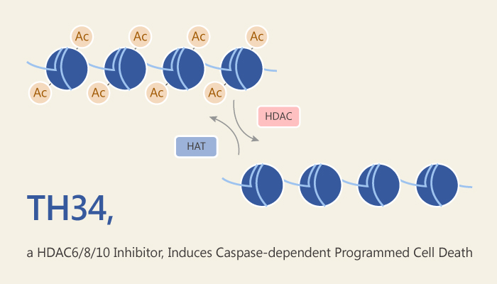 TH34, an HDAC6/8/10 Inhibitor, Induces Caspase-Dependent Programmed Cell Death