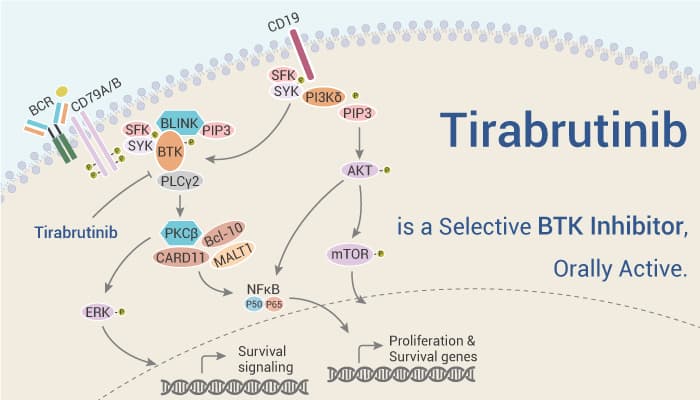 Tirabrutinib is a Selective BTK Inhibitor