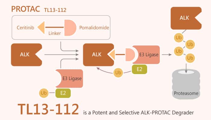 TL13-112 is a PROTAC Degrader of ALK
