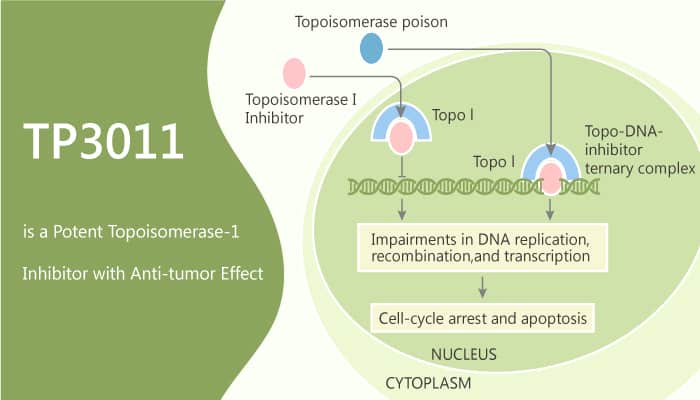 TP3011 is a Potent Topoisomerase-1 Inhibitor with Anti-tumor Effect