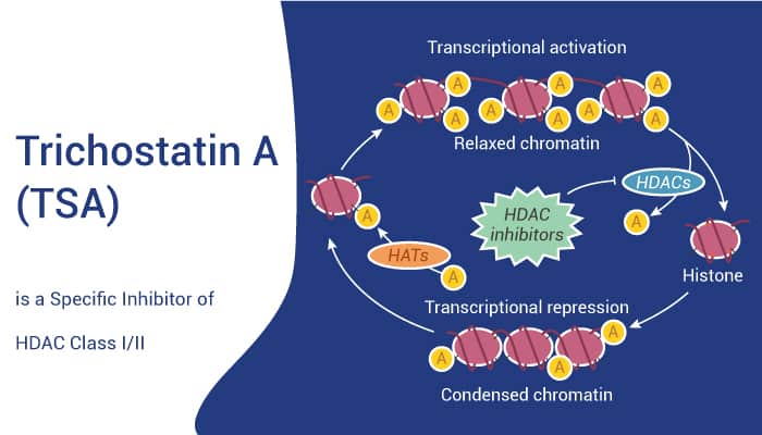 Trichostatin A (TSA) is a Specific Inhibitor of HDAC Class I/II