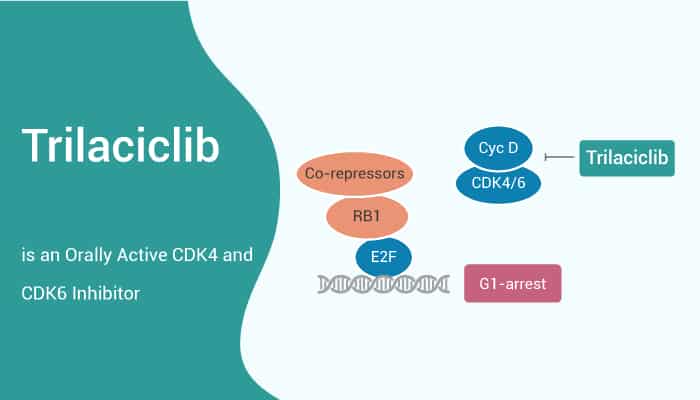 Trilaciclib is an Orally Active CDK4 and CDK6 Inhibitor