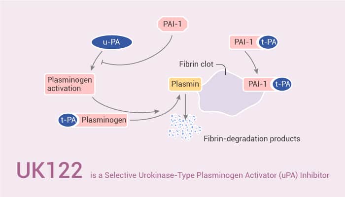 UK122 is a Selective Urokinase-Type Plasminogen Activator (uPA) Inhibitor