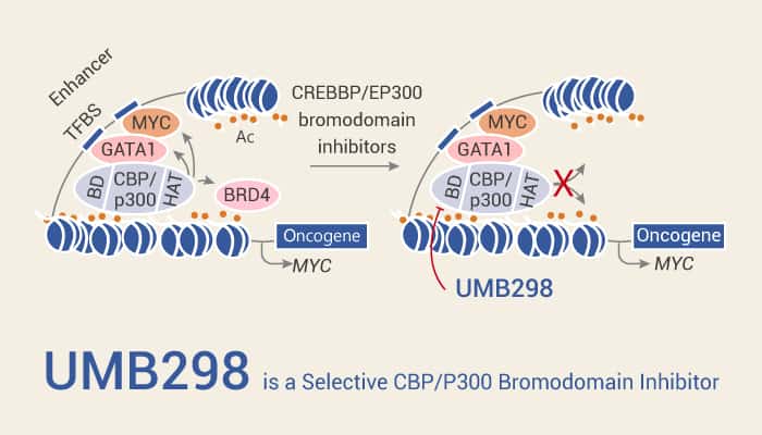 UMB298 is a Selective CBP (P300) Bromodomain Inhibitor
