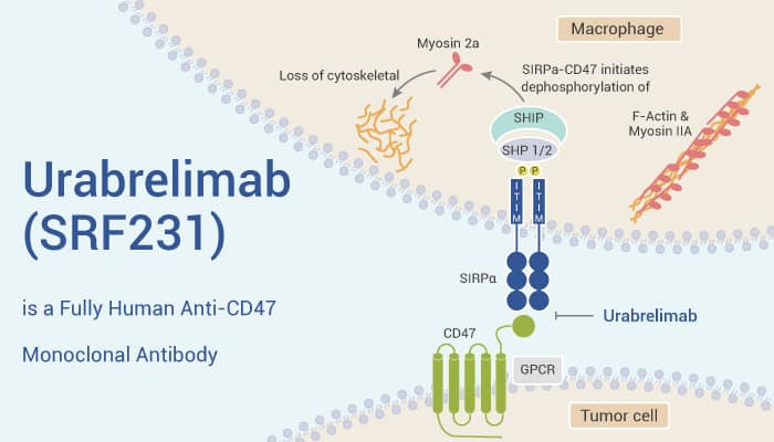 Urabrelimab (SRF231) is a Fully Human Anti-CD47 Monoclonal Antibody