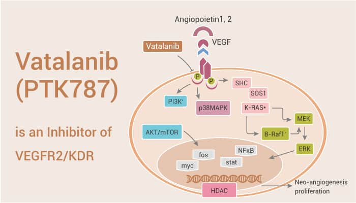 Vatalanib (PTK787) is an Inhibitor of VEGFR2/KDR