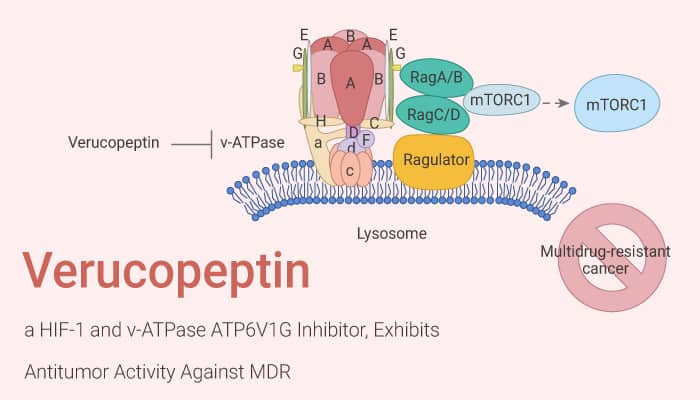 Verucopeptin, a HIF-1 and v-ATPase ATP6V1G Inhibitor, Exhibits Antitumor Activity Against MDR Cancers