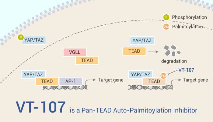 VT-107 is a Pan-TEAD Auto-Palmitoylation Inhibitor
