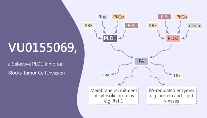 VU0155069, a Selective PLD1 Inhibitor, Blocks Tumor Cell Invasion