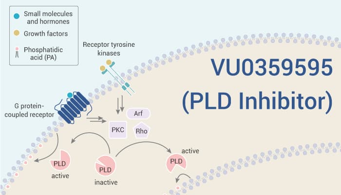 VU0359595 is a Selective PLD1 Inhibitor