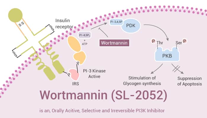 Wortmannin (SL-2052) is an Orally Active, Selective and Irreversible PI3K Inhibitor