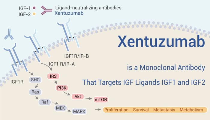 Xentuzumab is a Monoclonal Antibody That Targets IGF Ligands IGF1 and IGF2