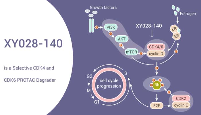 XY028-140 is a Selective CDK4 and CDK6 PROTAC Degrader