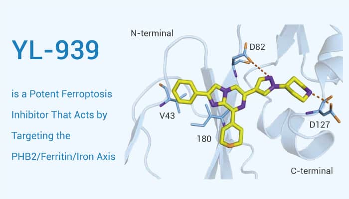 YL-939, a Potent Ferroptosis Inhibitor, Acts by Targeting the PHB2/Ferritin/Iron Axis