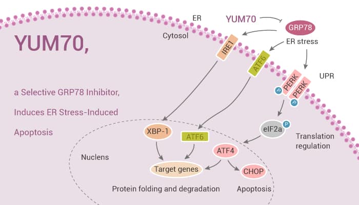 YUM70, a Selective GRP78 Inhibitor, Induces ER Stress-Induced Apoptosis