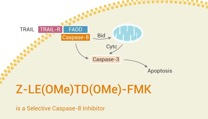 Z-LE(OMe)TD(OMe)-FMK is a Selective Caspase-8 Inhibitor