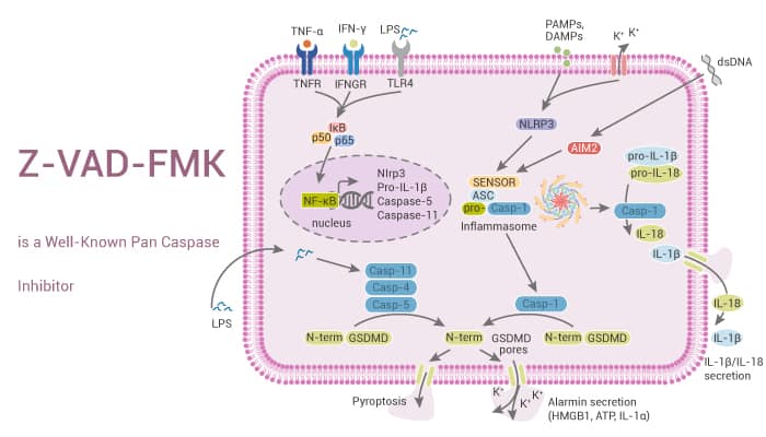 Z-VAD-FMK is a Well-Known pan Caspase Inhibitor