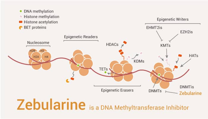 Zebularine is a DNA Methyltransferase Inhibitor