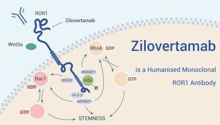 Zilovertamab is a Humanised Monoclonal ROR1 Antibody