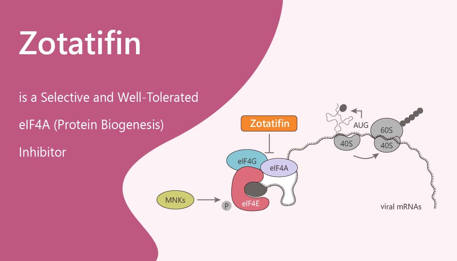 Zotatifin is a Selective and Well-Tolerated eIF4A (Protein Biogenesis) Inhibitor