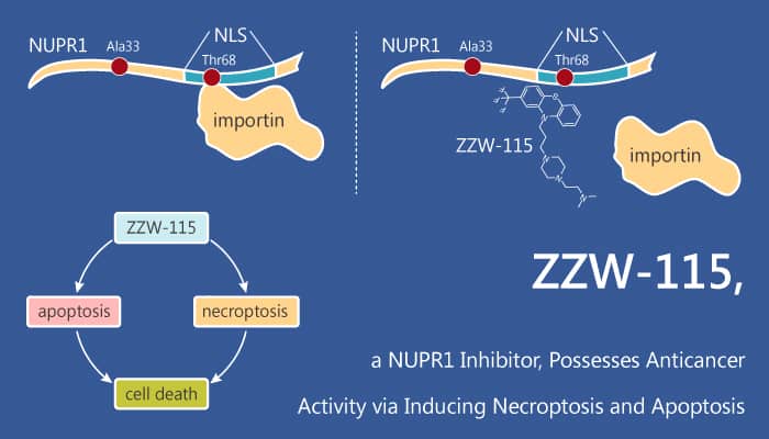 ZZW-115, a NUPR1 Inhibitor, Possesses Anticancer Activity via Inducing Necroptosis and Apoptosis