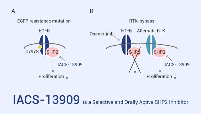 IACS-13909 is a Selective and Orally Active SHP2 Inhibitor