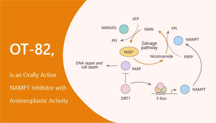 OT-82は、抗腫瘍活性を持つ経口活性のNAMPT阻害剤です。
