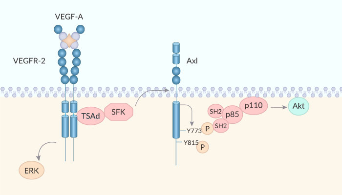 R916562, a Dual Axl/VEGF-R2 Inhibitor for Cancer Therapy