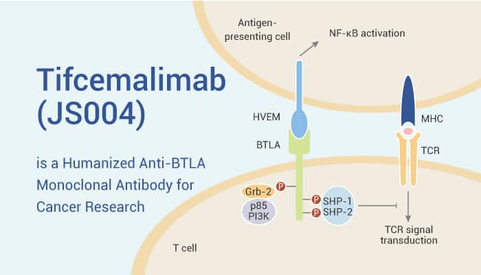 Tifcemalimab (JS004) is a Humanized Anti-BTLA Monoclonal Antibody For Cancer Research