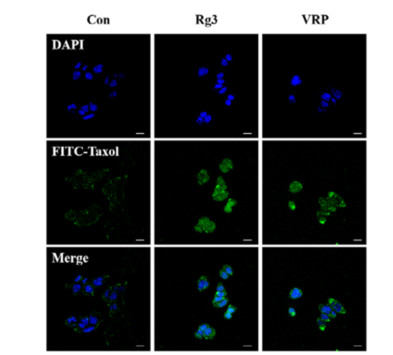Experimental Validation Results for (20R)-Ginsenoside Rg3