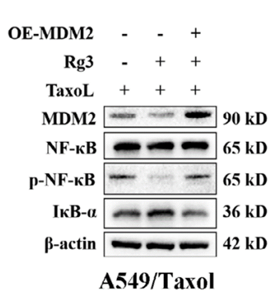 Experimental Validation Results for (20R)-Ginsenoside Rg3