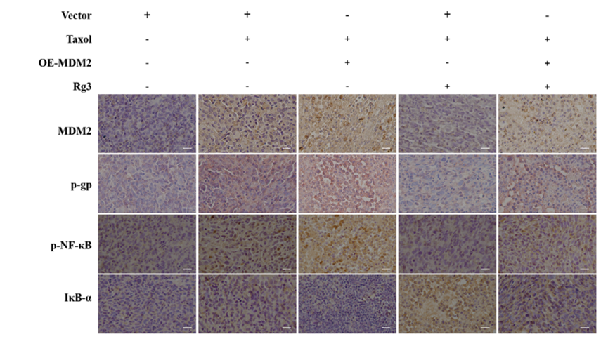 Experimental Validation Results for (20R)-Ginsenoside Rg3