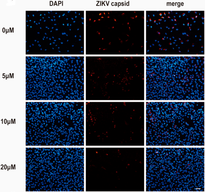 Experimental Validation Results for (-)-Epicatechin gallate
