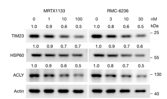 MRTX1133 | KRAS G12D 阻害剤 | MedChemExpress
