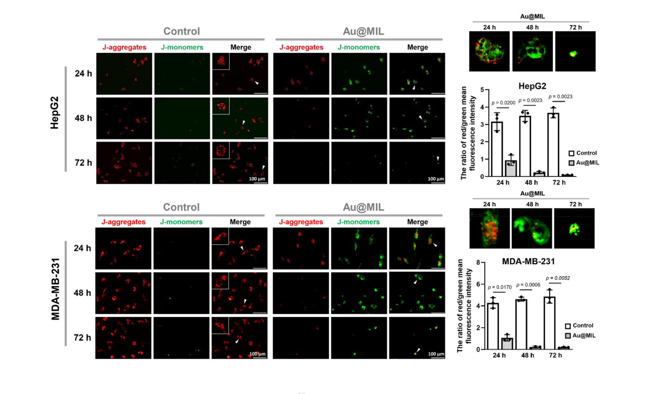 JC-1 Mitochondrial Membrane Potential Assay Kit | MedChemExpress JC-1 Mitochondrial Membrane Potential Assay Kit | MedChemExpress