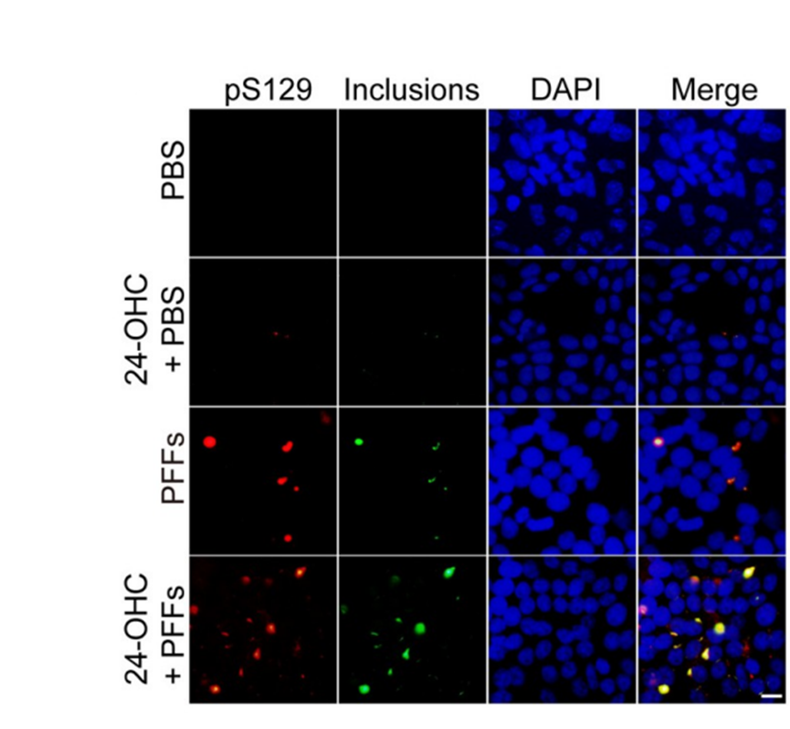 Experimental Validation Results for 24-Hydroxycholesterol