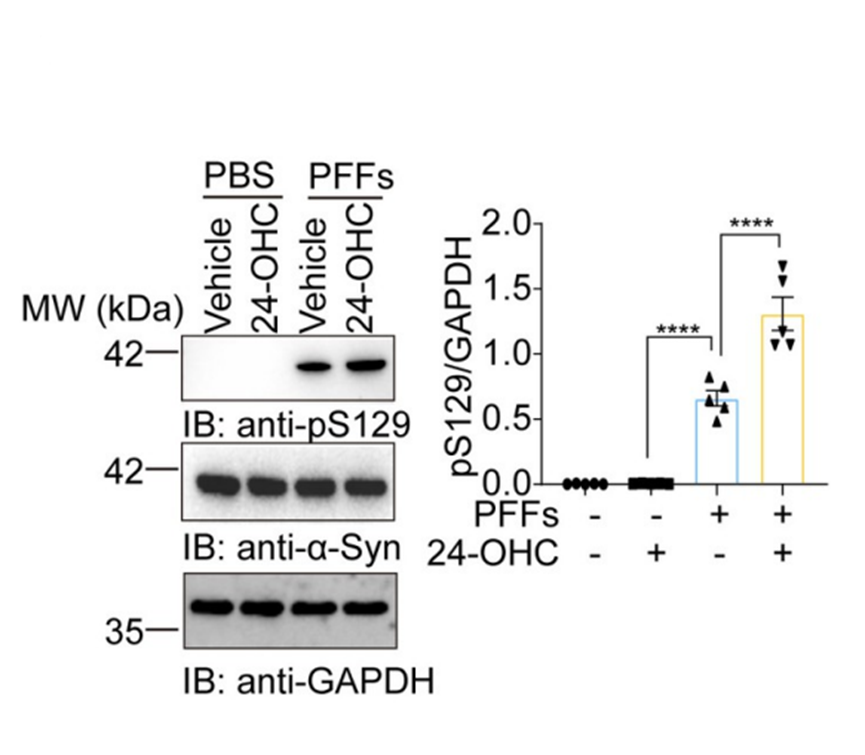 Experimental Validation Results for 24-Hydroxycholesterol
