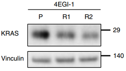 Experimental Validation Results for 4EGI-1
