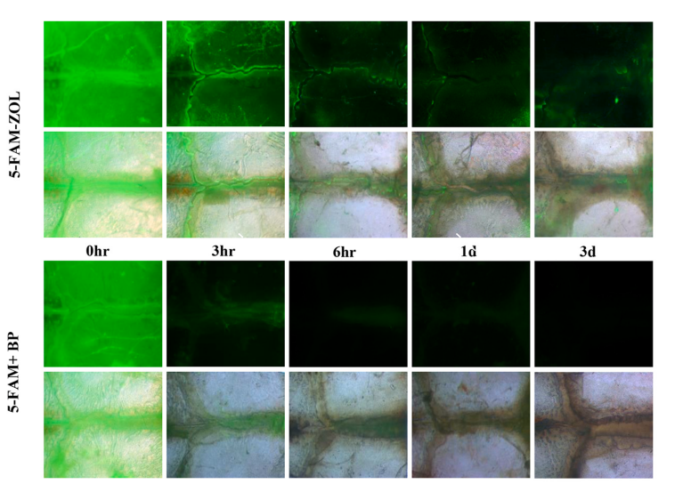 Experimental Validation Results for 5-FAM